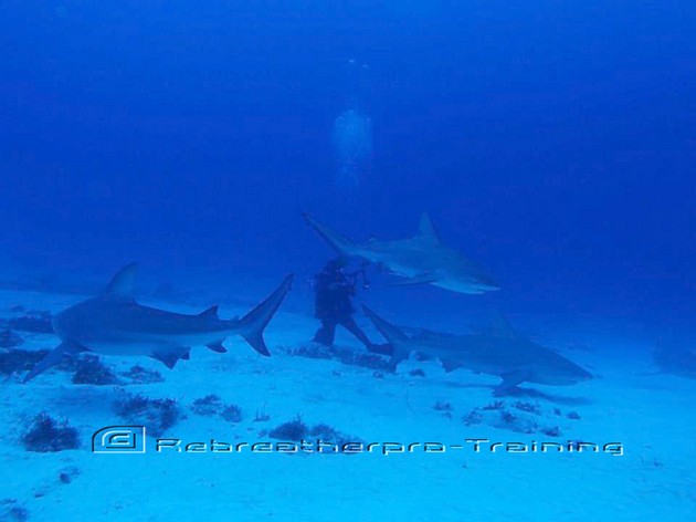 Throwback Thursday Shark picture. - Rebreatherpro-Training