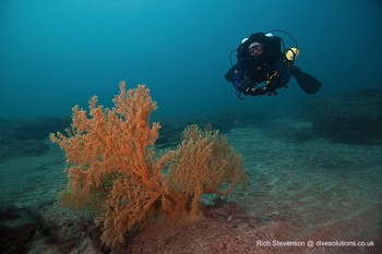 Rebreather Diver with Gorgonian fan coral Rebreatherpro-Training