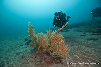 Diver with Gorgonian fan coral Rebreatherpro-Training