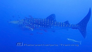 Red Sea Training and Liveaboard Trip Rebreatherpro-Training