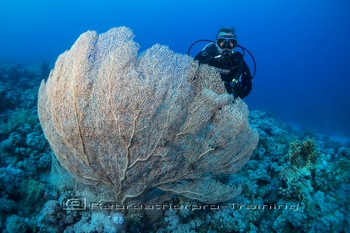 Red Sea Training and Diving Rebreatherpro-Training